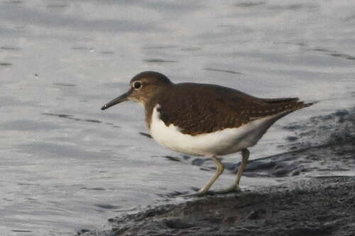 Image of Common Greenshank