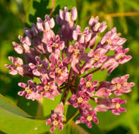 Image of prairie milkweed