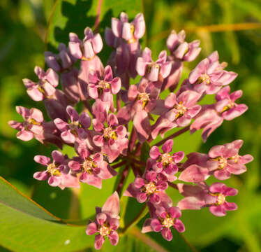 Image of prairie milkweed