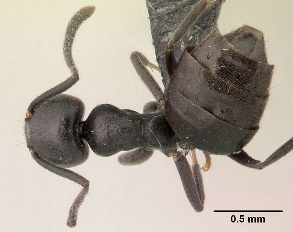 Image of Ant