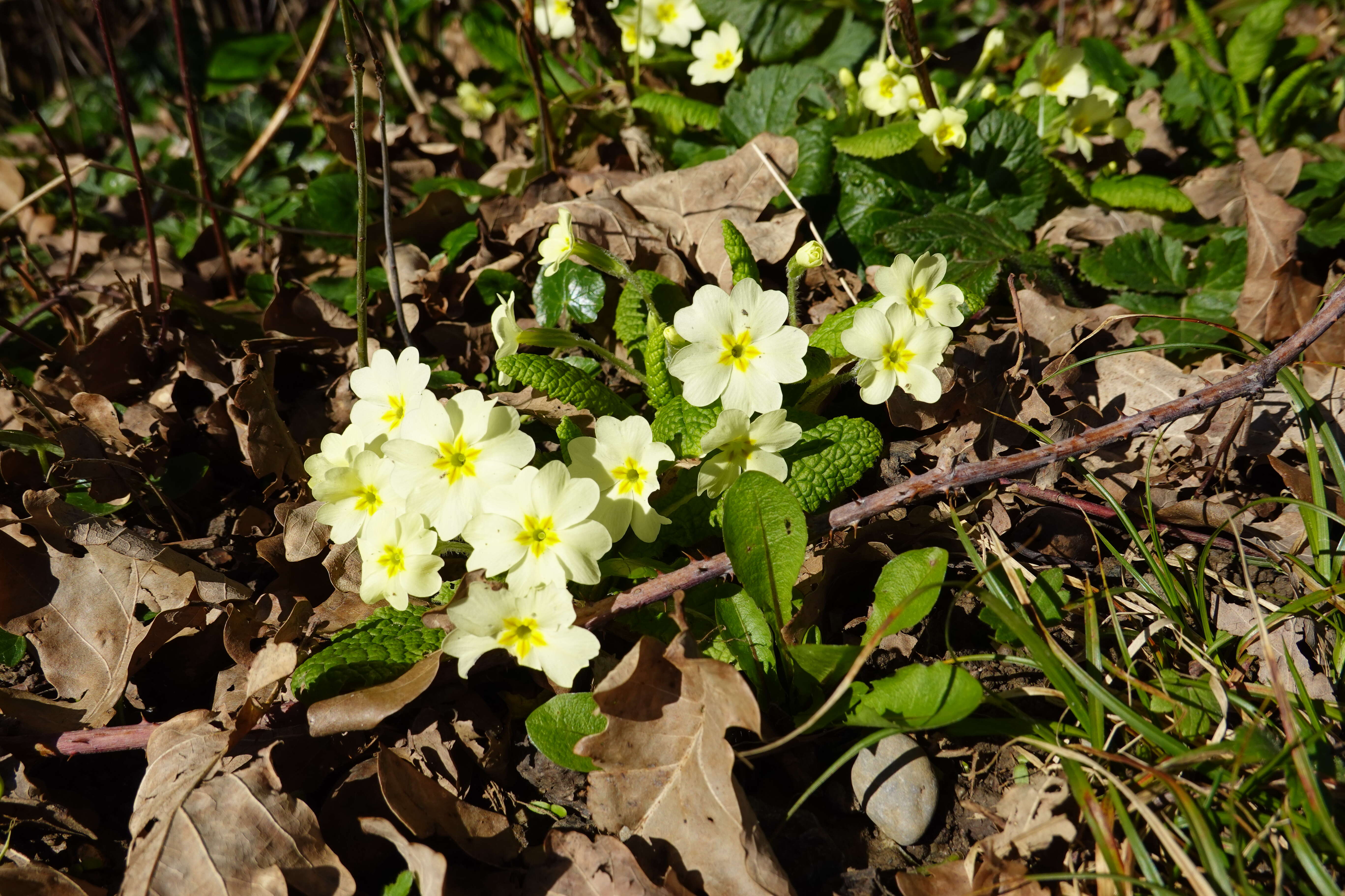 Image of cowslip