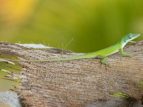 Image of Cuban green anole