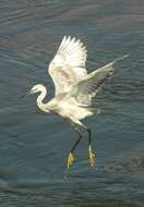 Image of Western Reef Heron