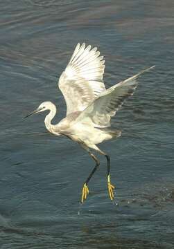 Image of Western Reef Heron