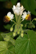 Sivun Sparrmannia africana L. fil. kuva