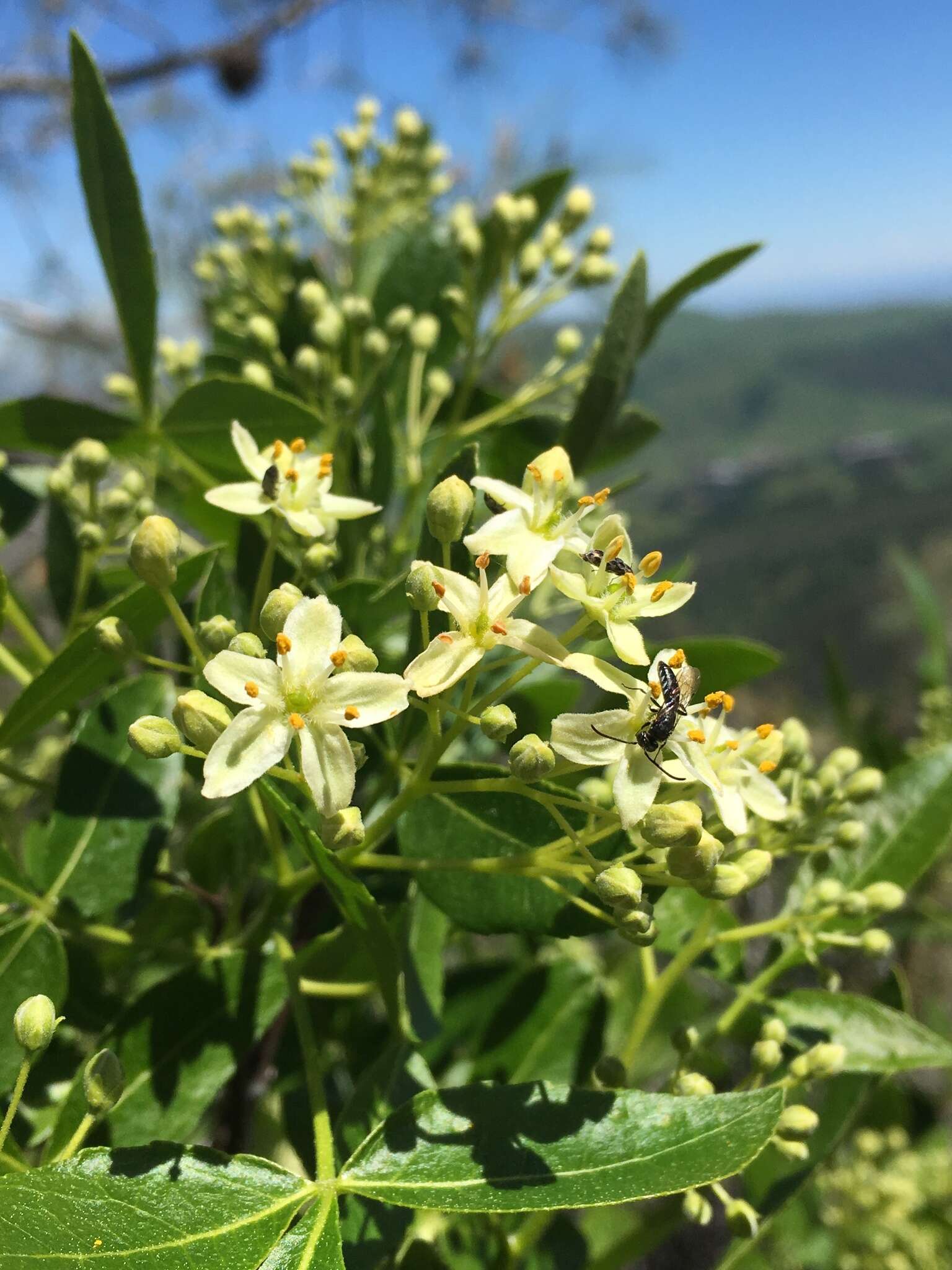 Image of California hoptree