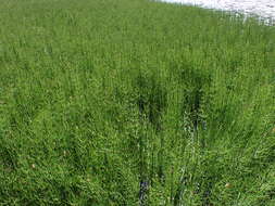 Image of Water Horsetail