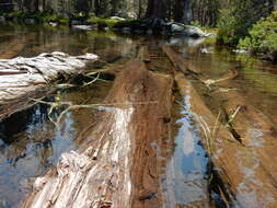 Image of Floating Bur-reed