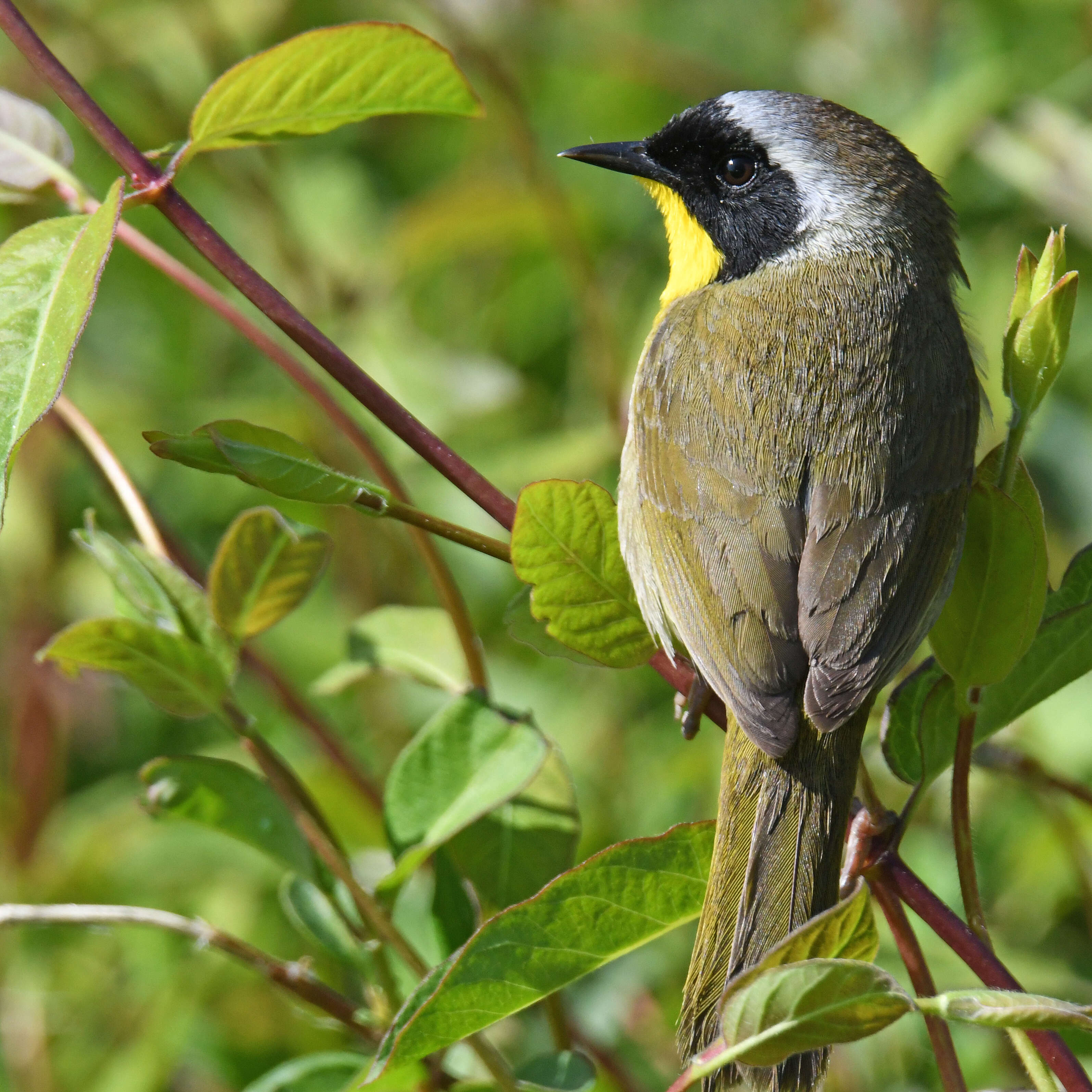 Geothlypis trichas (Linnaeus 1766) resmi