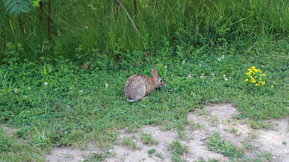 Image of eastern cottontail