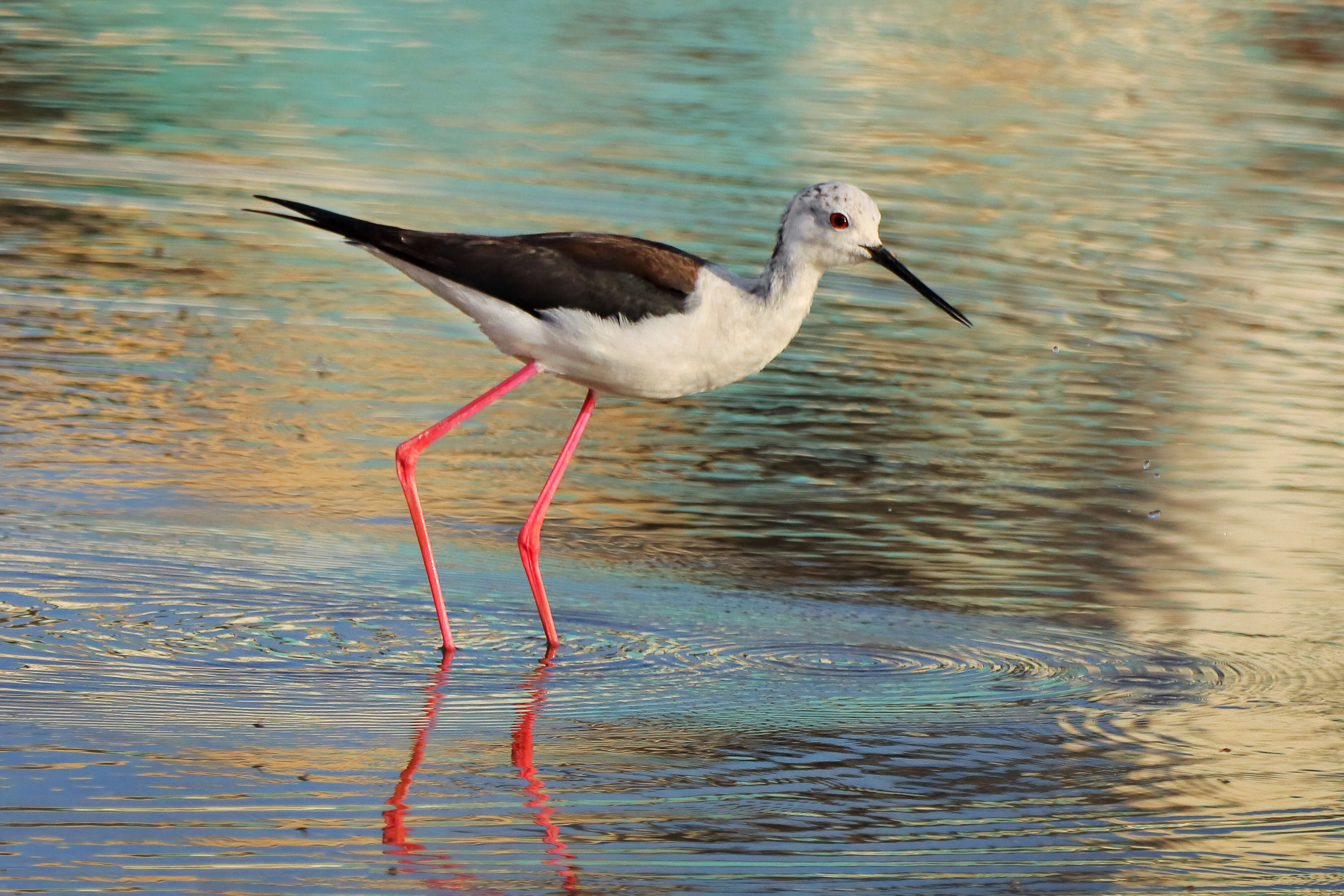 Image of Black-winged Stilt