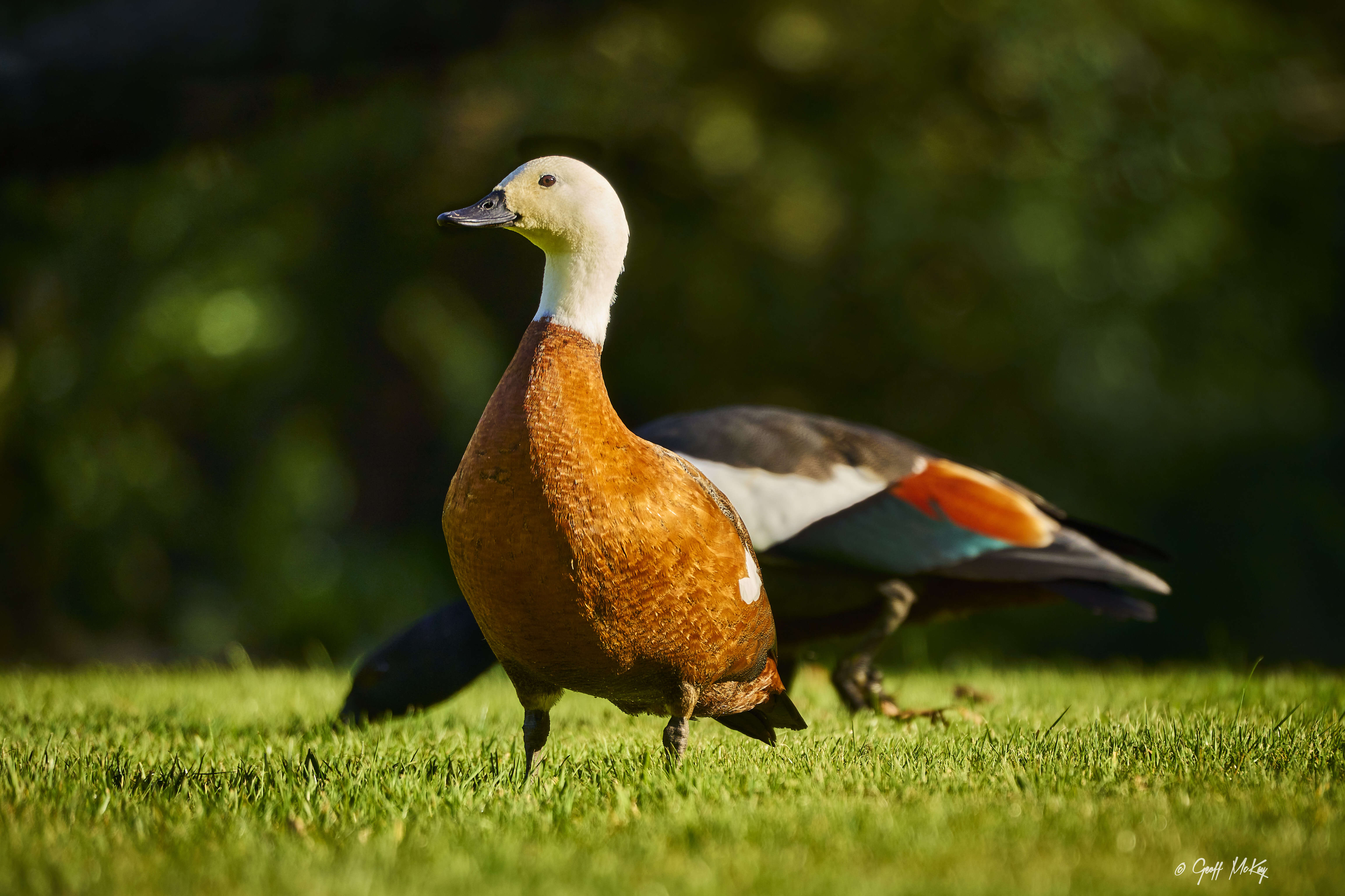 Image of Paradise Shelduck