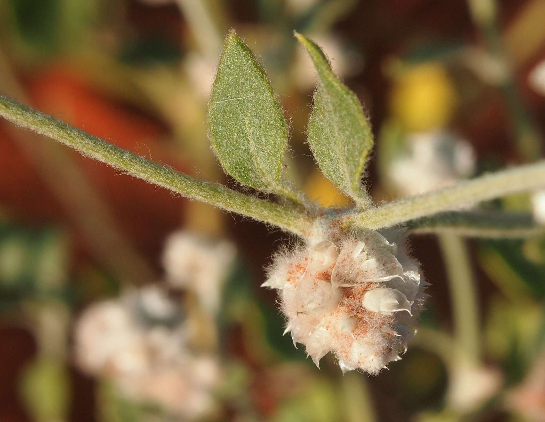 Ptilotus chamaecladus Diels的圖片