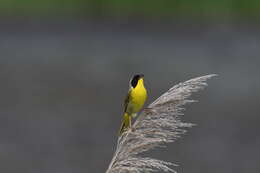 Geothlypis trichas (Linnaeus 1766) resmi