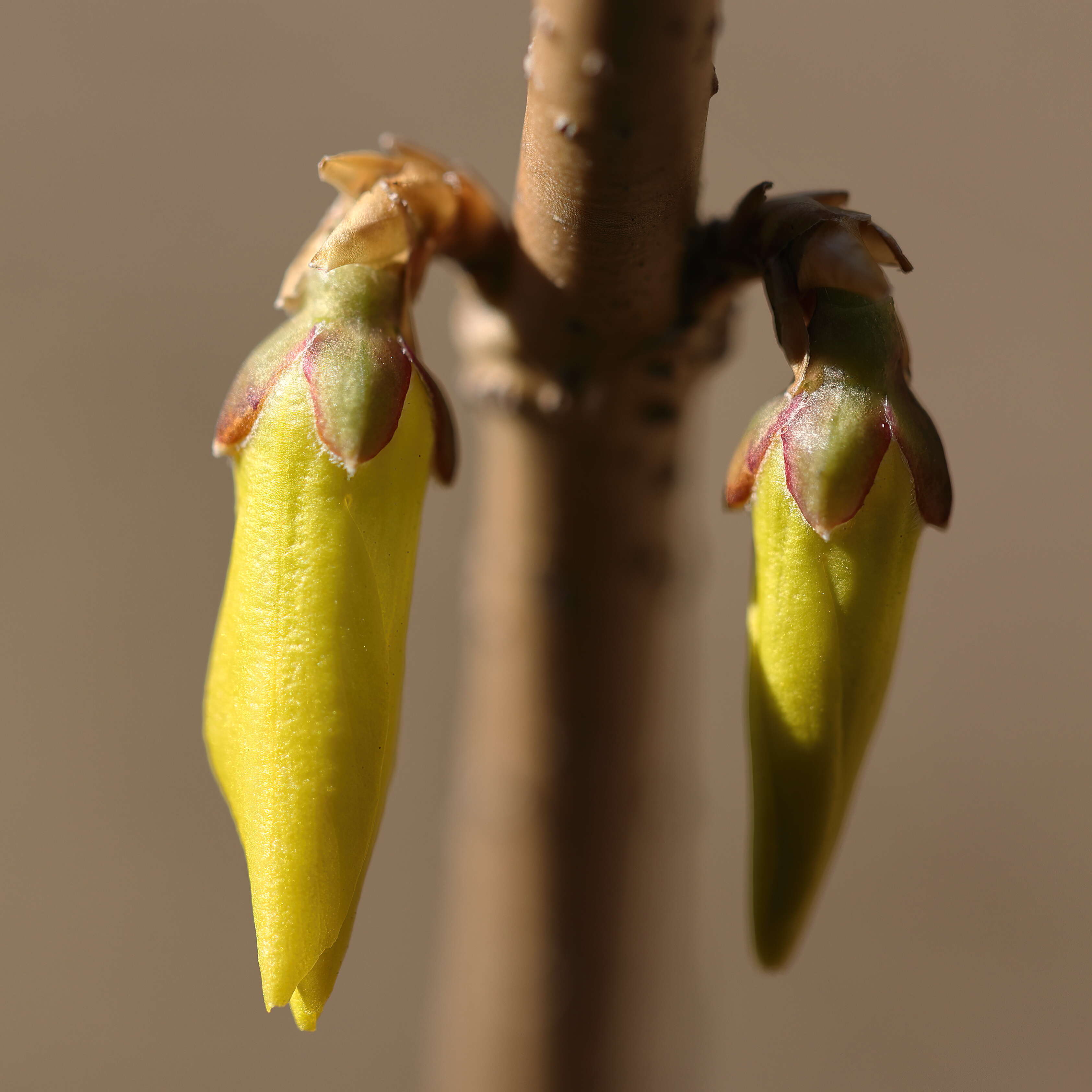 Forsythia ovata Nakai resmi