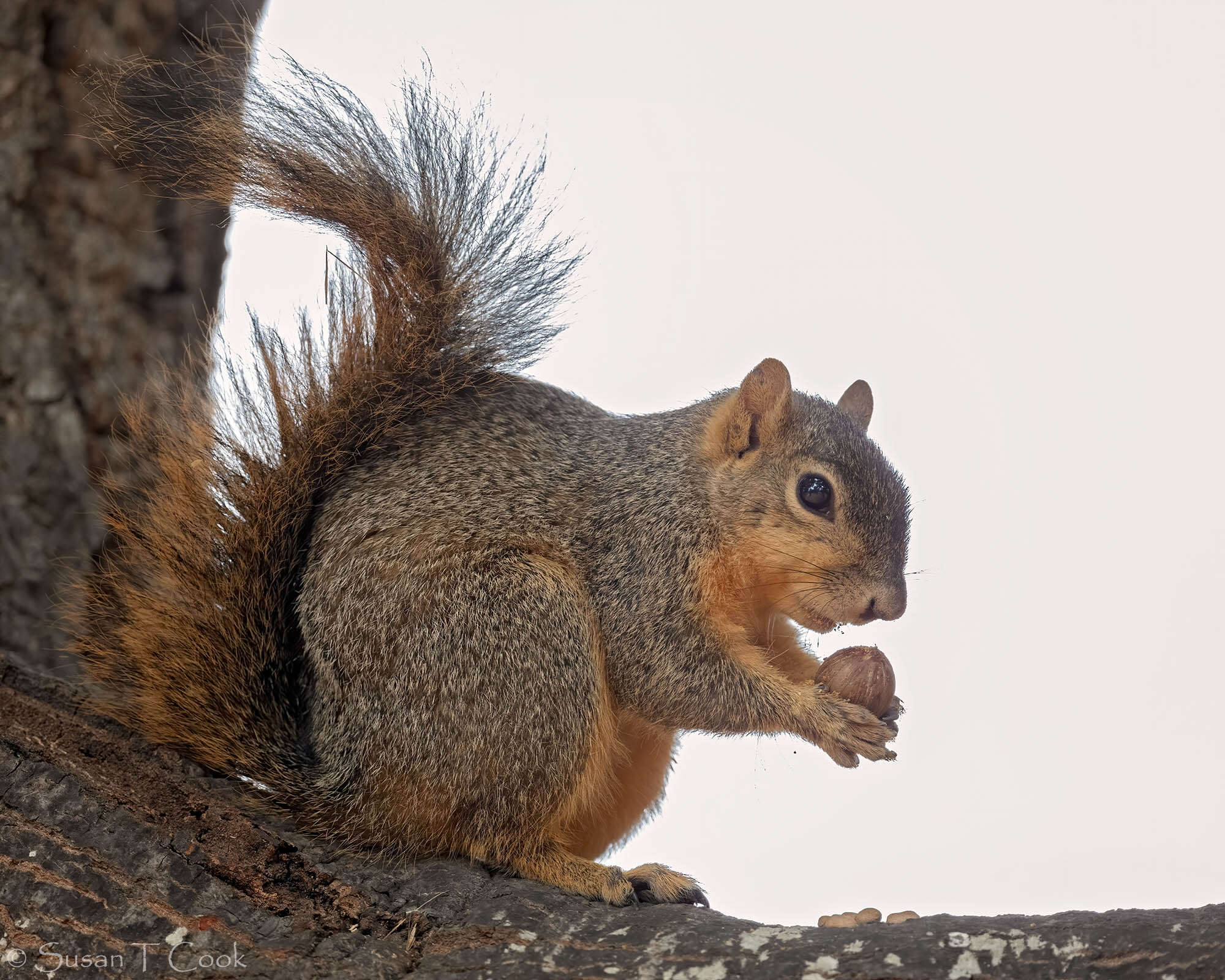 Image of Sciurus subgen. Sciurus Linnaeus 1758