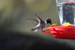 Image of Black-chinned Hummingbird