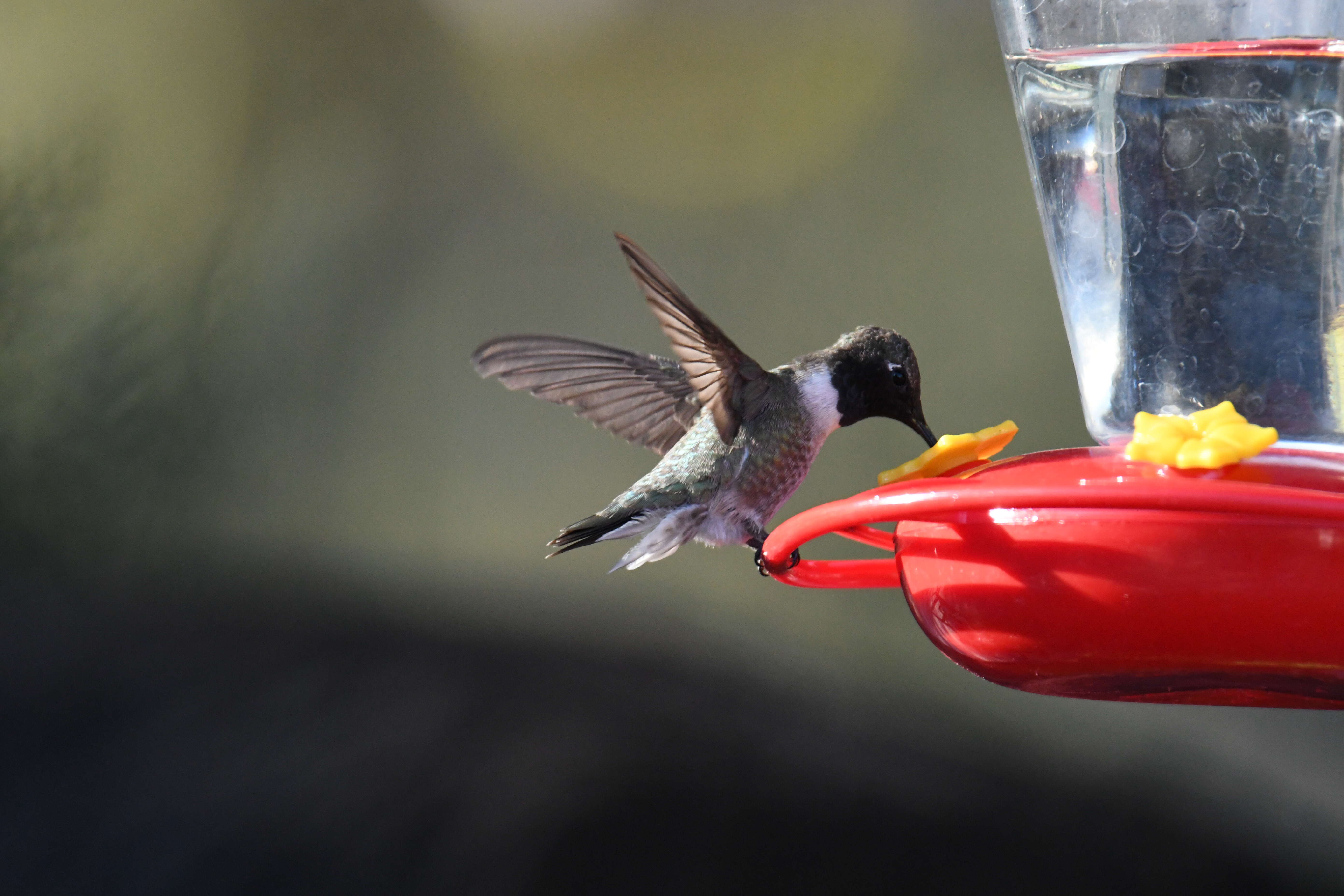 Image of Black-chinned Hummingbird