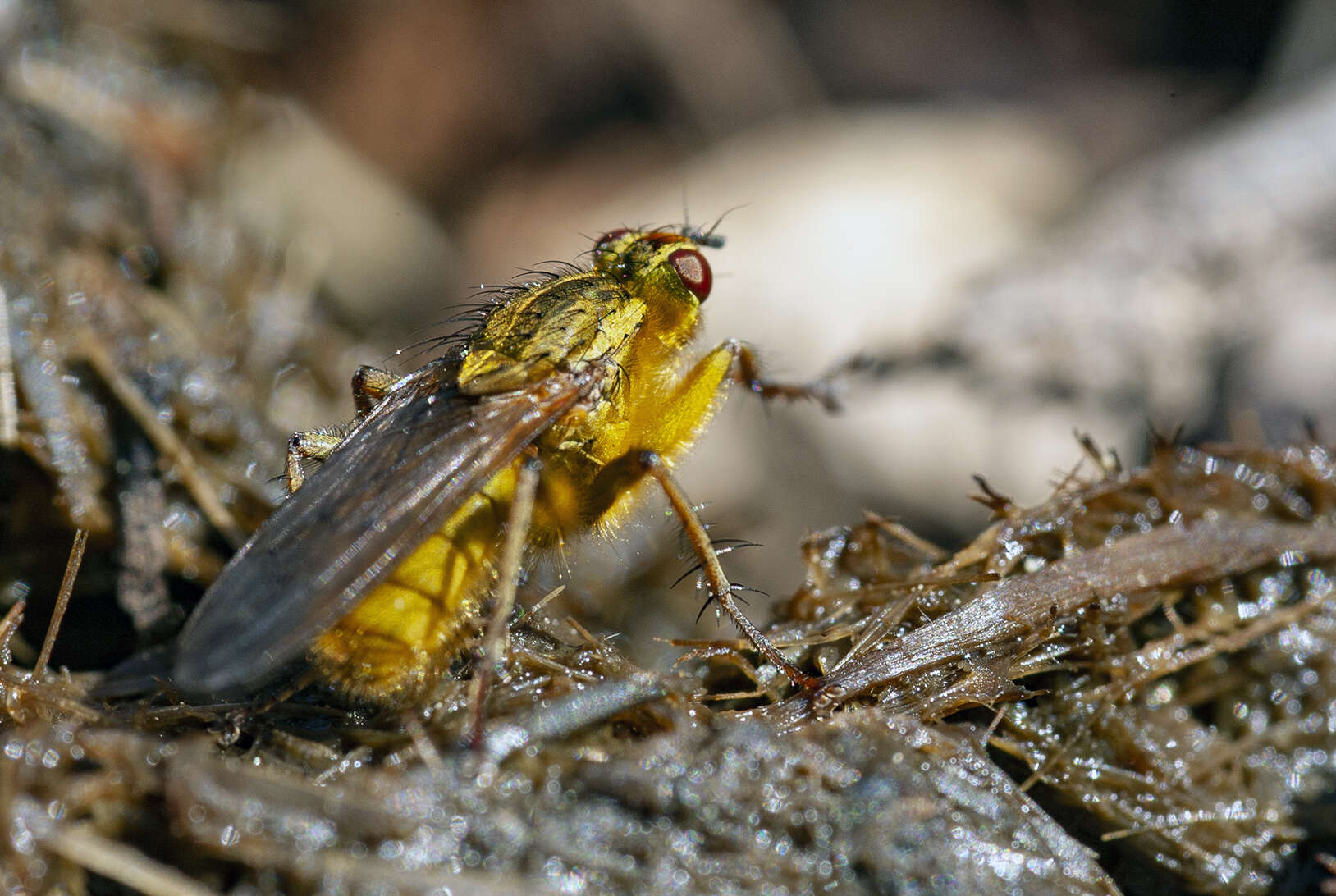 Image of Scathophaga stercoraria (Linnaeus 1758)