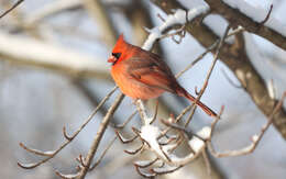 Image of Cardinalis Bonaparte 1838