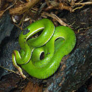 Image of Cardamom Mountains Green Pitviper