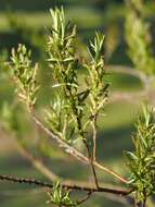 Image of narrowleaf willow