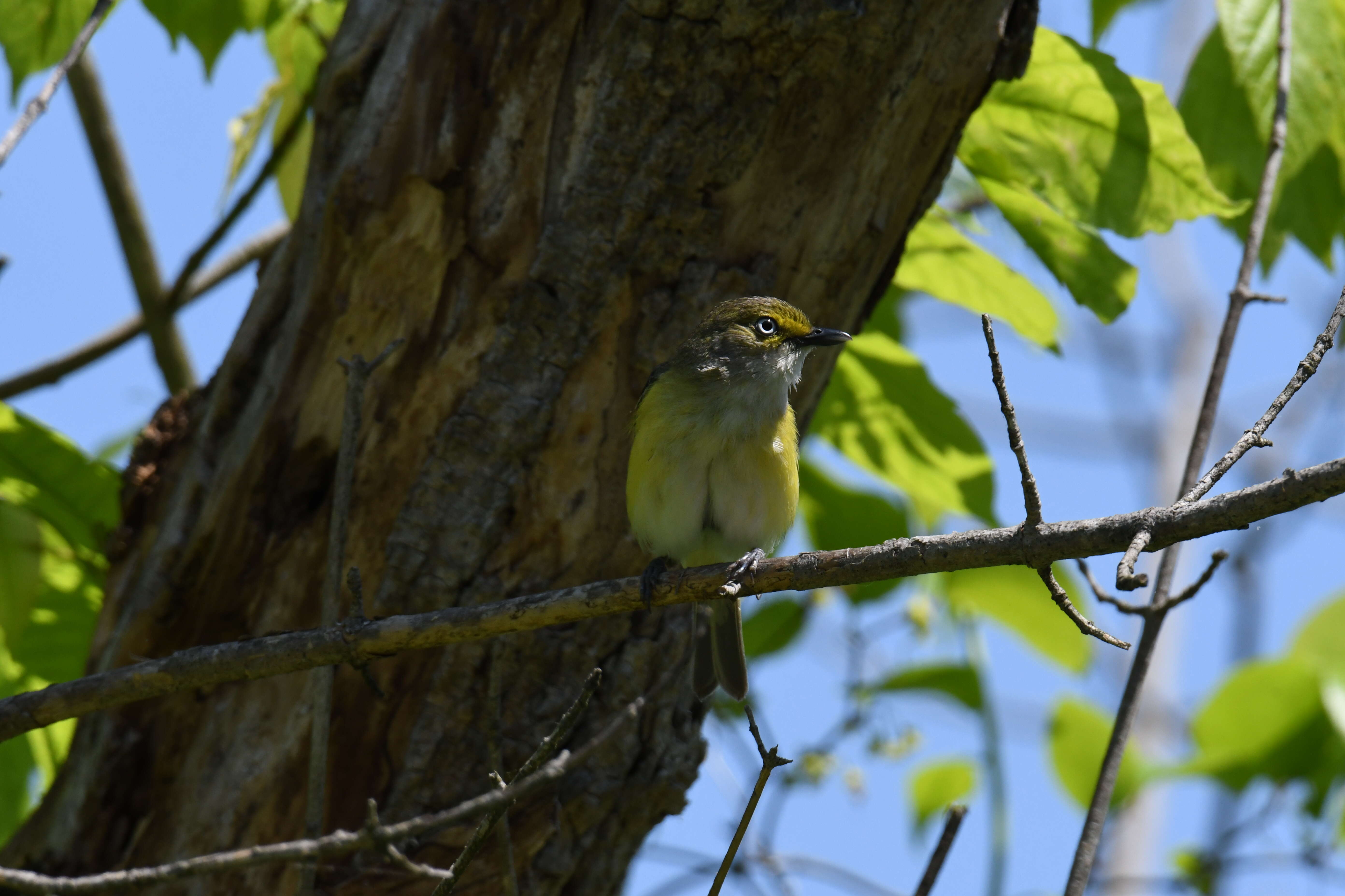 Слика од Vireo griseus (Boddaert 1783)