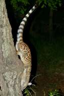 Image of Blotched Genet