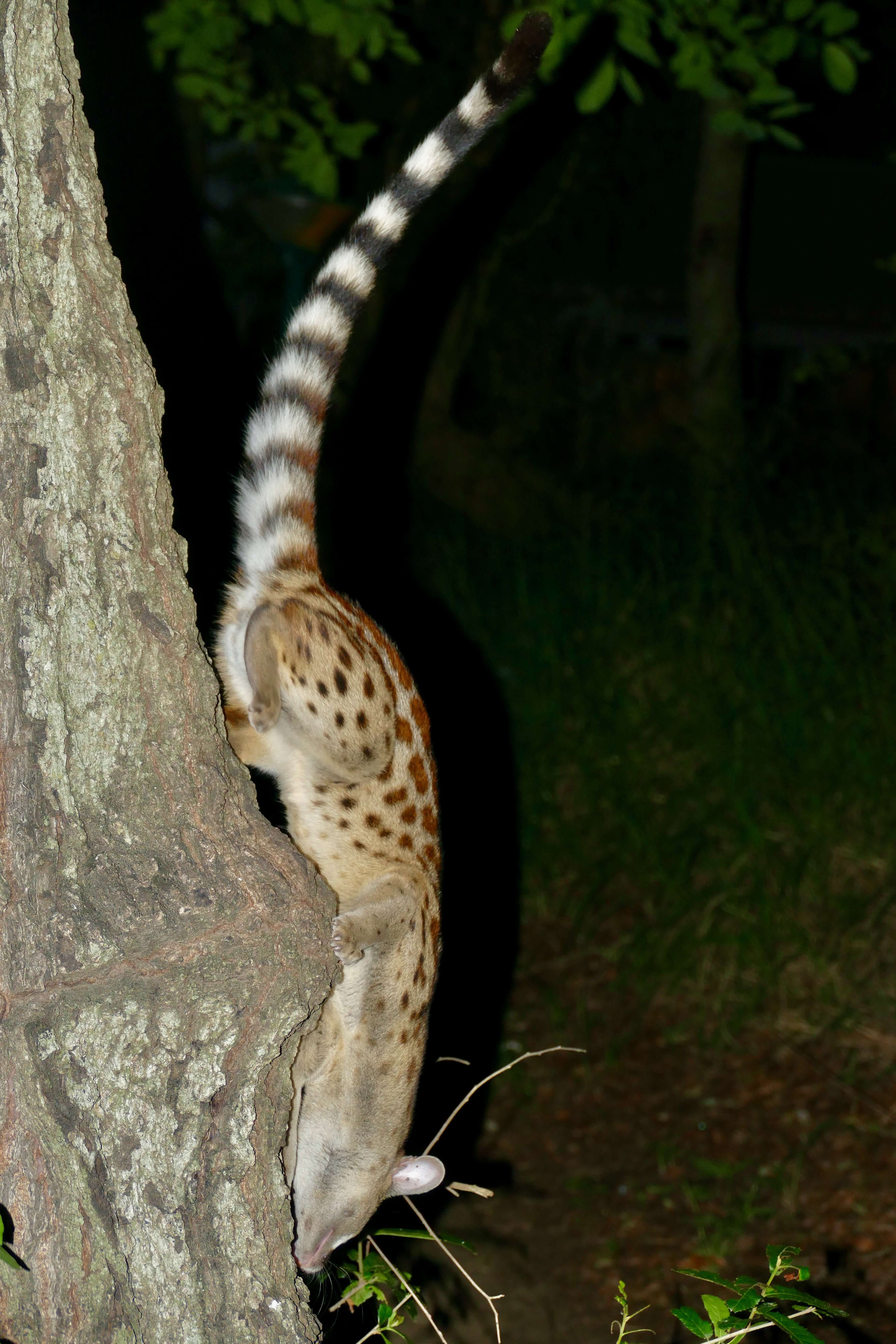 Image of Blotched Genet