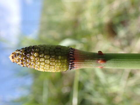 Image of smooth horsetail