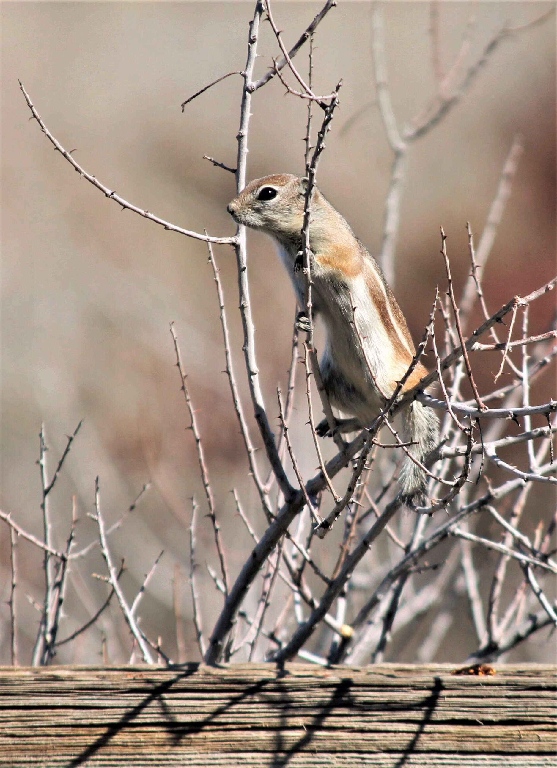 Image of white-tailed antelope squirrel