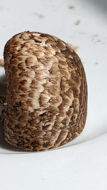 Image of Tufted Wood Mushroom