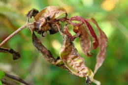 Image of Myrtle rust