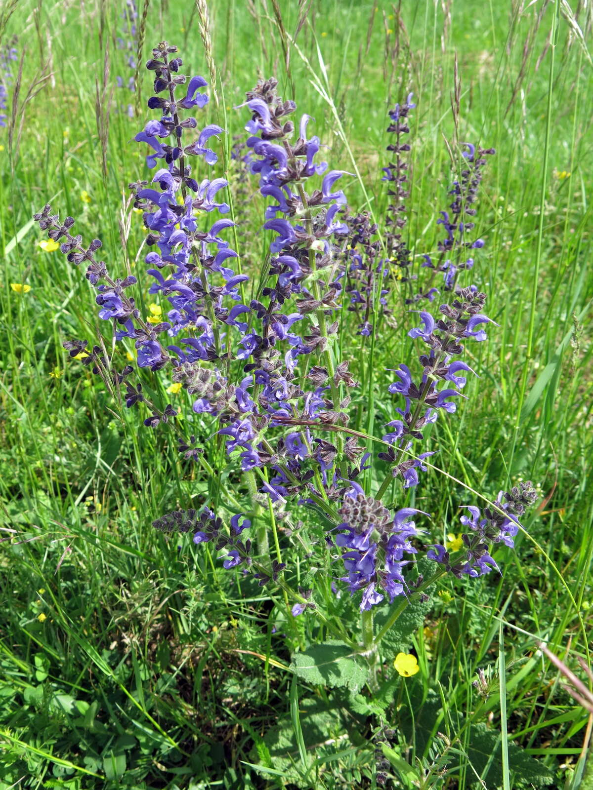 Image of Salvia barrelieri Etl.