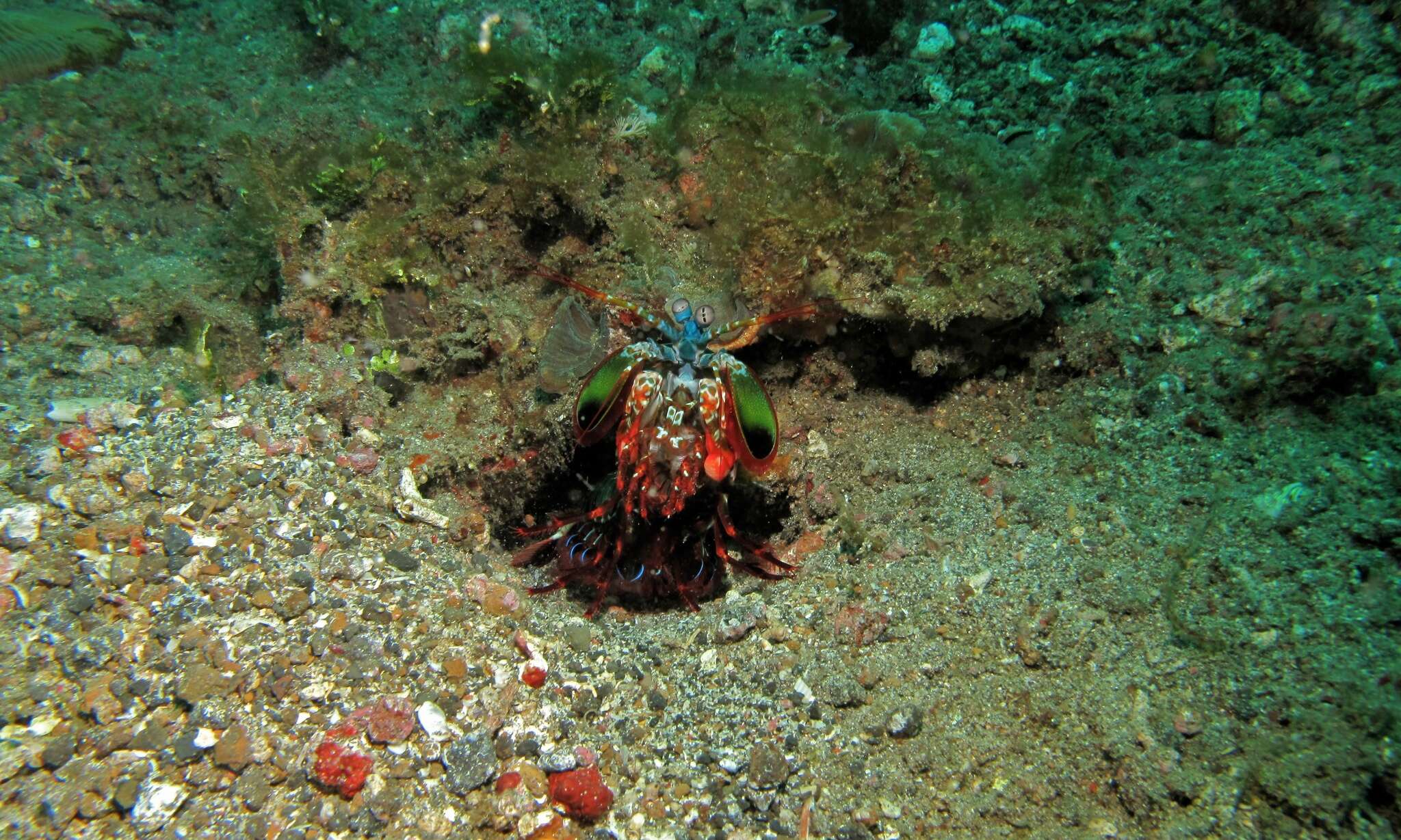 Image of Odontodactylus scyllarus