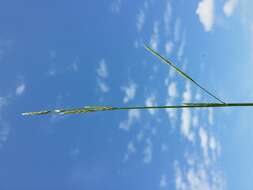 Image of flote-grass, floating sweet-grass