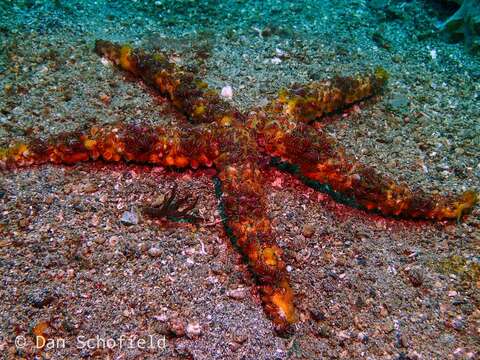 Echinaster callosus Marenzeller 1895 resmi