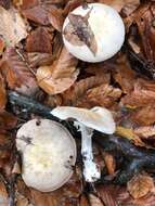 Image of Agaricus sylvicola