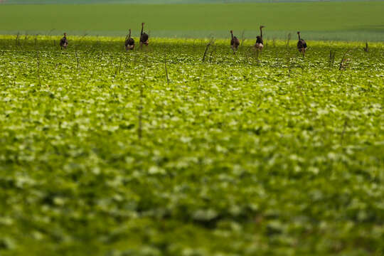 Image of Common Rhea