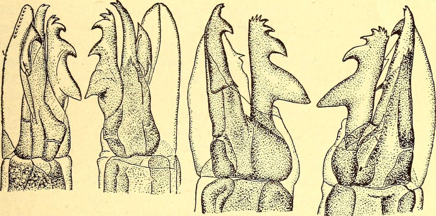 Image de Ixodes ricinus (Linnaeus 1758)