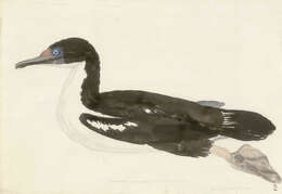 Image of New Zealand King Shag