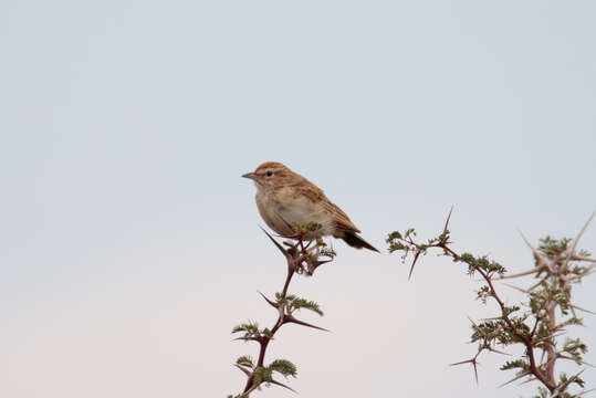 Image of Fawn-colored Lark