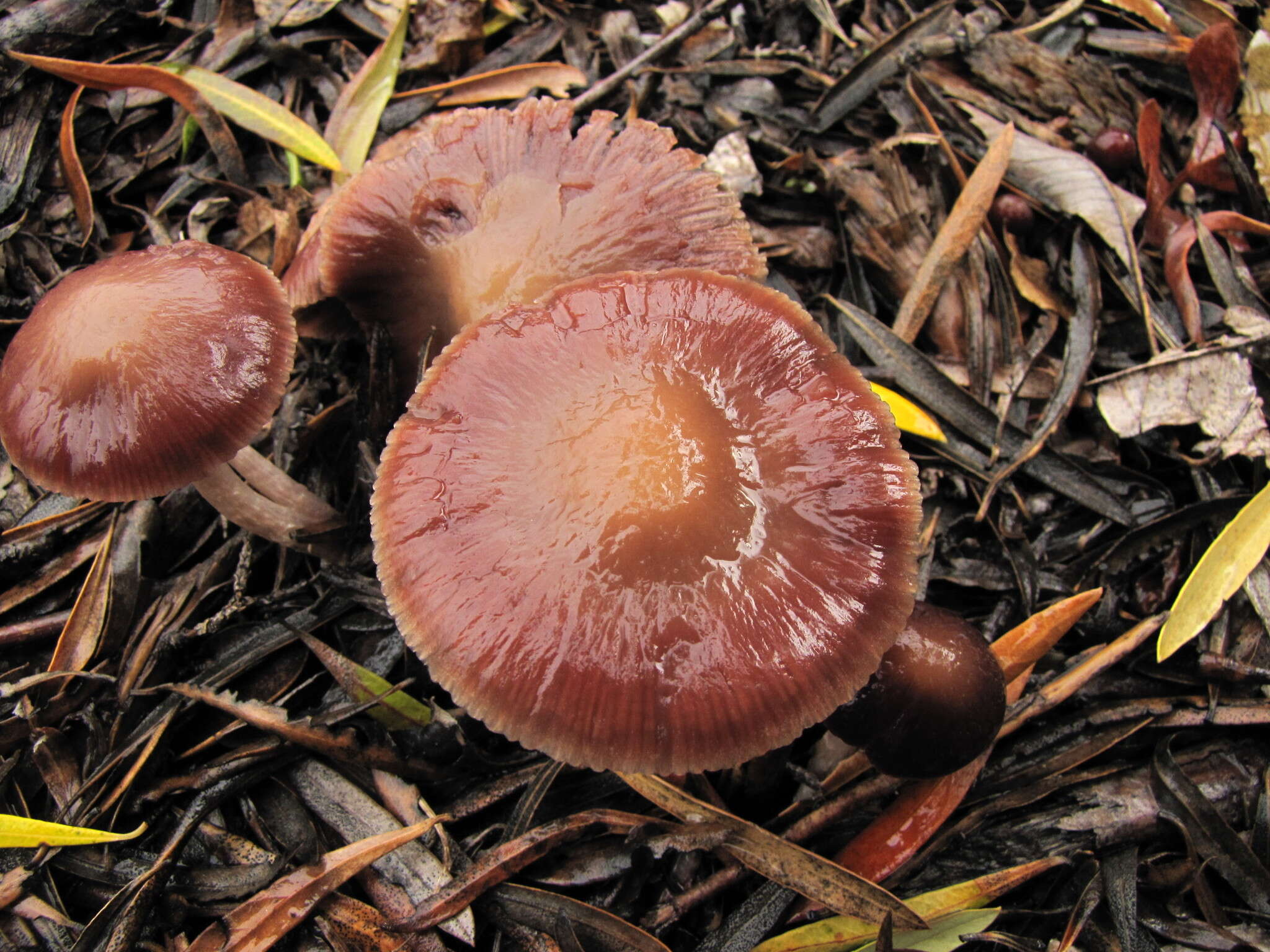 Image of Psathyrella bipellis (Quél.) A. H. Sm. 1946