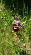 Image of Ophrys holosericea