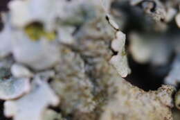 Image of Parmelina tiliacea (Hoffm.) Hale