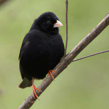 Image of Dusky Indigobird