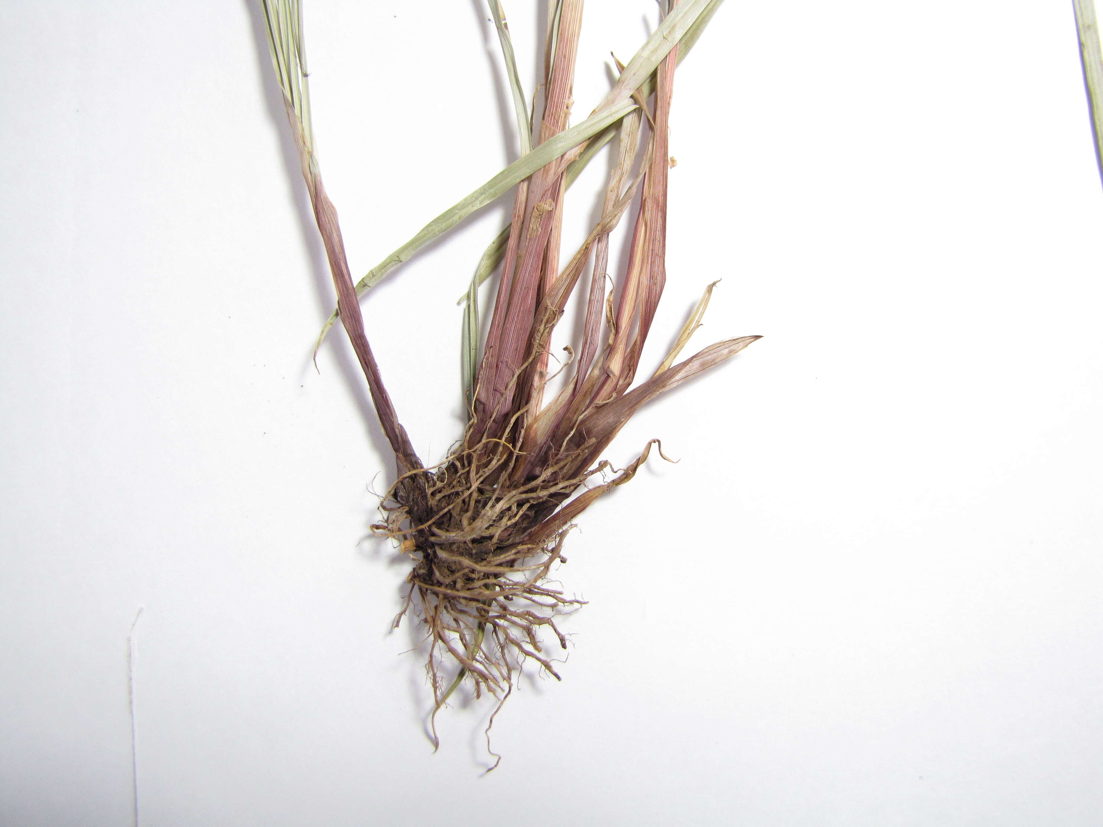 Слика од Cyperus aggregatus (Willd.) Endl.