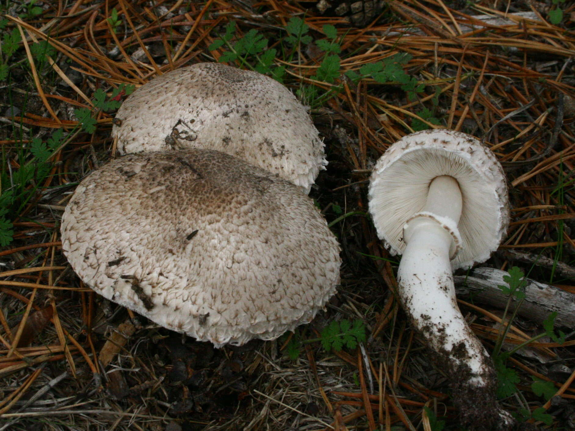 Leucoagaricus barssii (Zeller) Vellinga 2000 resmi