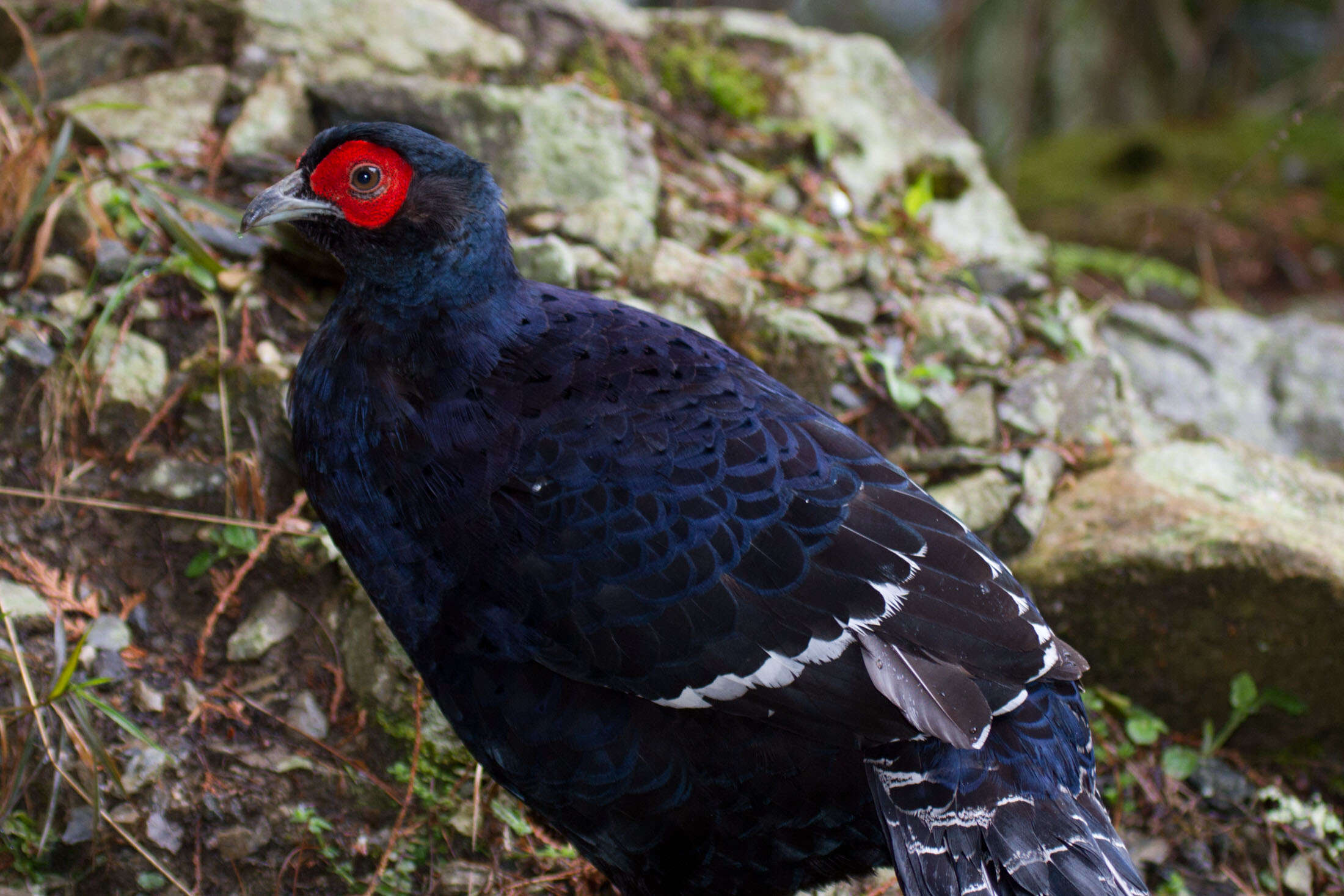 Image of Mikado Pheasant