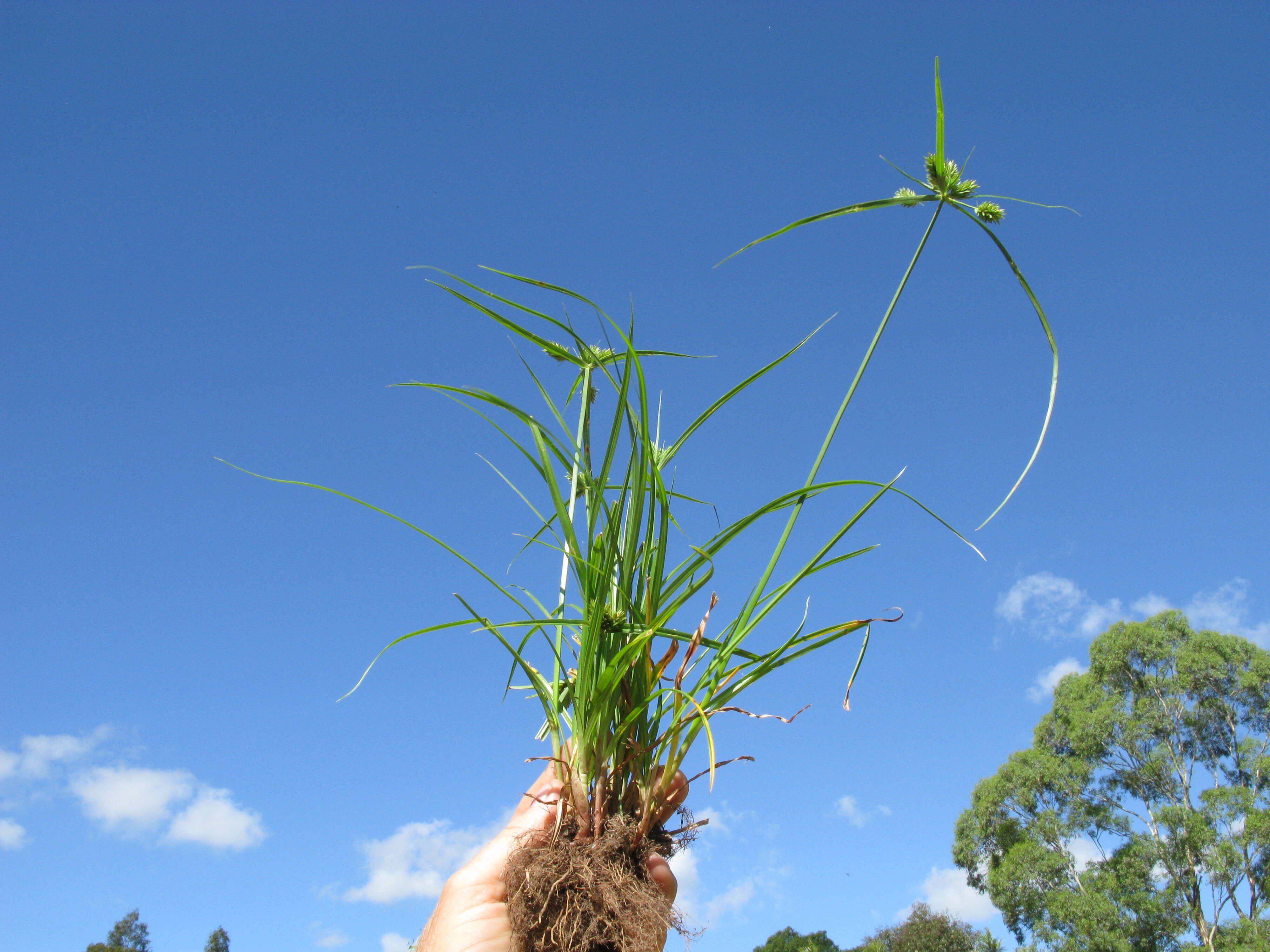 Слика од Cyperus aggregatus (Willd.) Endl.